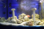 Faliraki Aquarium - Insel Rhodos foto 15