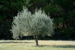 Olivenbaum foto 1