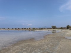 Salzsee Alikes (Alykes)