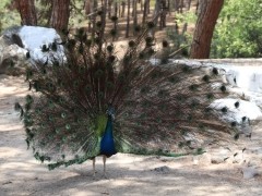 Plaka Forest Tierpark