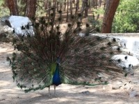 Plaka Forest Tierpark