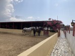 Erikas Horse Farm - Insel Kos foto 4