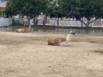 Erikas Horse Farm - Insel Kos foto 6