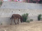 Erikas Horse Farm - Insel Kos foto 7