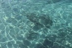 Insel Plati foto 5