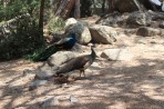 Plaka Forest Tierpark - Insel Kos foto 12