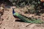Plaka Forest Tierpark - Insel Kos foto 13