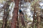 Plaka Forest Tierpark - Insel Kos foto 14