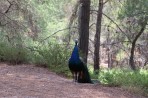 Plaka Forest Tierpark - Insel Kos foto 15