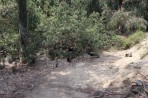Plaka Forest Tierpark - Insel Kos foto 20