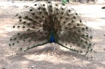 Plaka Forest Tierpark - Insel Kos foto 21
