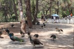 Plaka Forest Tierpark - Insel Kos foto 24