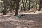 Plaka Forest Tierpark - Insel Kos foto 3