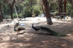 Plaka Forest Tierpark - Insel Kos foto 6