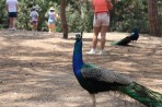 Plaka Forest Tierpark - Insel Kos foto 8
