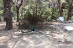 Plaka Forest Tierpark - Insel Kos foto 10