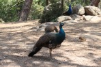 Plaka Forest Tierpark - Insel Kos foto 11