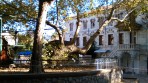 Hippokrates-Platane - Insel Kos foto 7